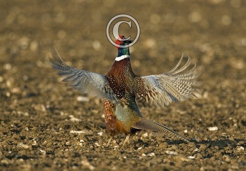 Crowing Pheasant DM0488